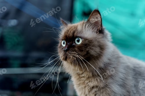 Preview: Persian cat sitting on concrete floor and look straight alone emotion.