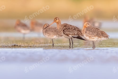 Preview: Group of Black Tailed Godwit with Bright Background