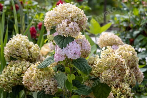 Preview: Hydrangea arborescens Candybelle Lollypop (Bubblegum) flowers in garden