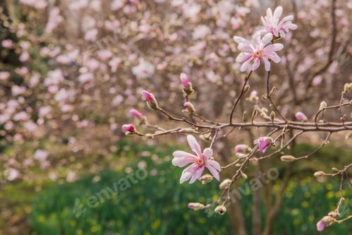 Preview: Magnolia tree branch with pink flowers in the foreground with a green background.