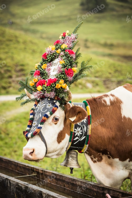 Preview: Cow wearing headdress in grassy field