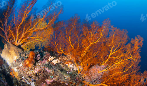 Preview: Amazing underwater world, Underwater world scene.
