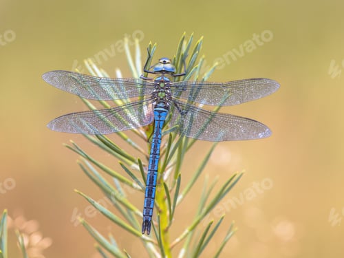 Preview: Male Blue Emperor dragonfly resting
