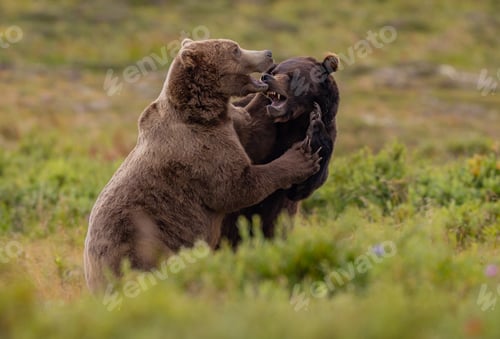 Preview: Grizzly Bears Fighting in Katmai, Alaksa
