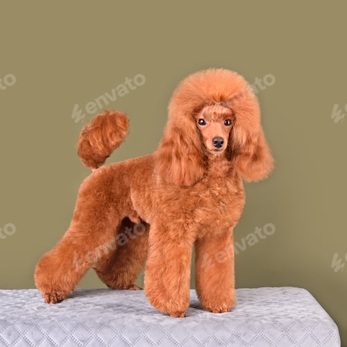 Preview: Standing bright apricot poodle