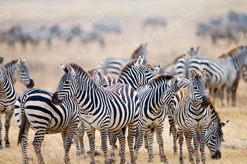 Preview: Herd of wild zebra in East Africa