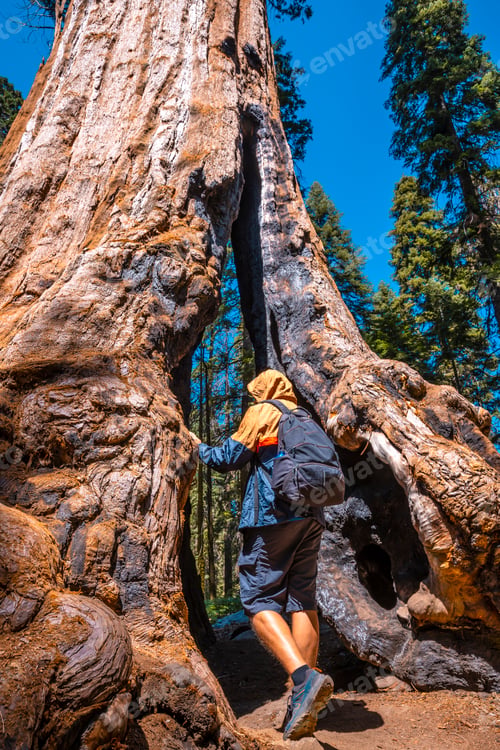 Preview: Sequoia National Park, a young man entering a giant tree, California