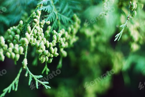 Preview: Thuja occidentalis branch with cones