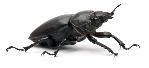 Preview: Female Lucanus cervus, the best-known species of stag beetle, in front of white background
