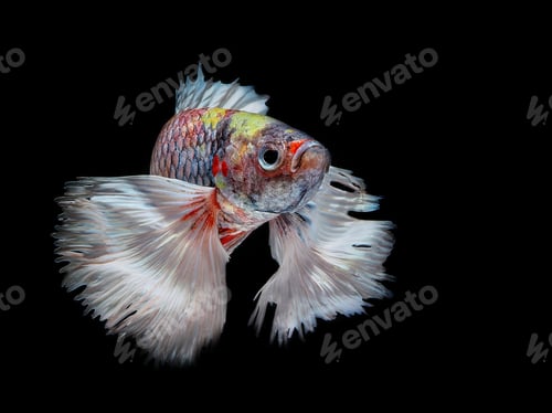 Preview: betta fish
