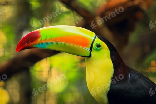 Preview: Colorful toucan perched in tropical habitat at a Belize zoo during sunny day