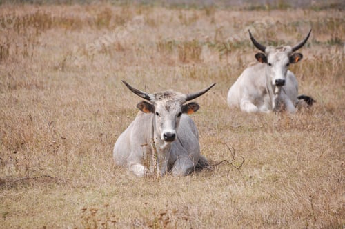 Preview: Maremma cows