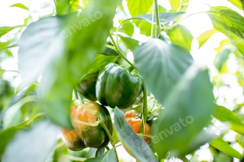 Preview: Plantation with sweet green peppers
