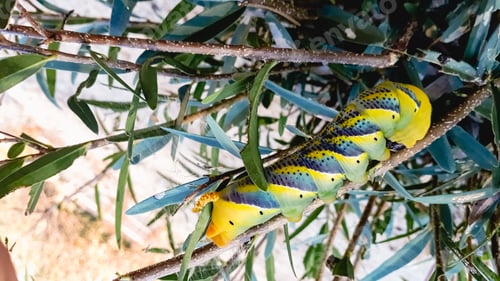 Preview: Acherontia atropos, Death's head hawkmoth, on the branches of a tree in the Albufera of Valencia