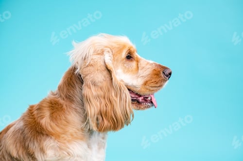 Preview: Cute brown English Cocker Spaniel dog on blue background with copy space