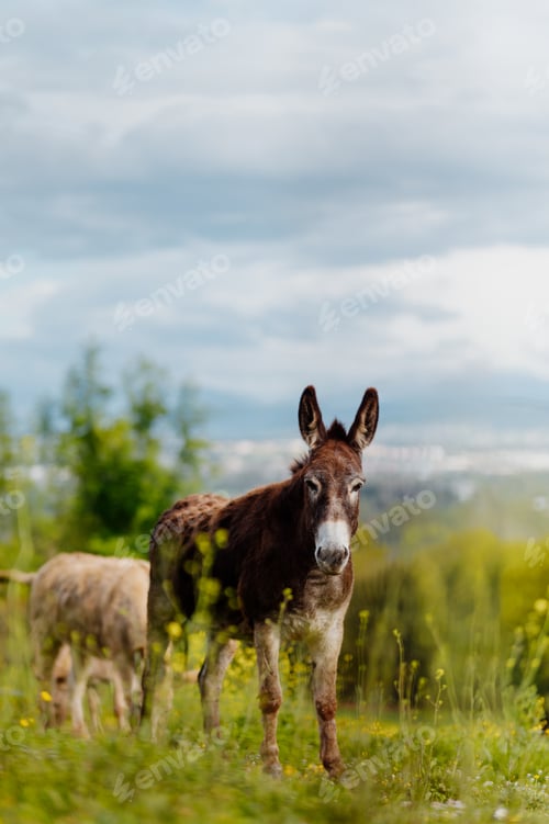 Preview: Donkey grazing in green field on world donkey day