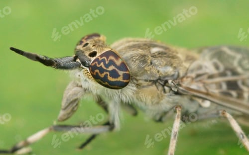 Preview: Macro Shot of the Compound Eyes of a common horse or notch-horned cleg fly, Haematopota pluvialis
