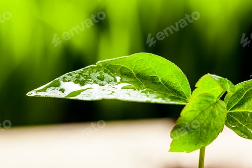 Preview: New life. Young sprout in springtime,Closeup.