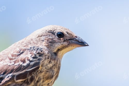 Preview: Close up of Brown-headed Cowbird fledgling