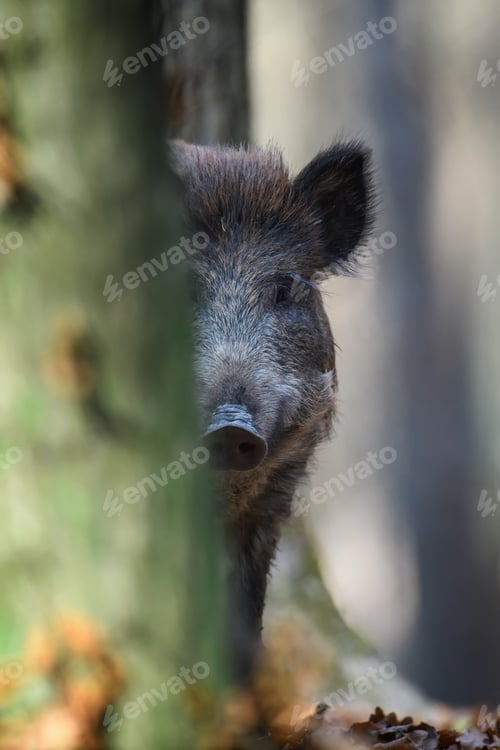 Preview: Male Wild boar in autumn forest peeks out from behind the tree