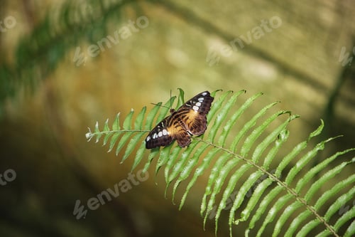 Preview: Butterfly