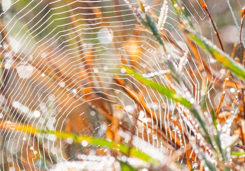 Preview: Beautiful pattern of spider's web with dewdrops on green background, Nature background