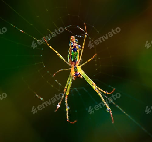 Dew Drops Adorn Spider and Web in Nature