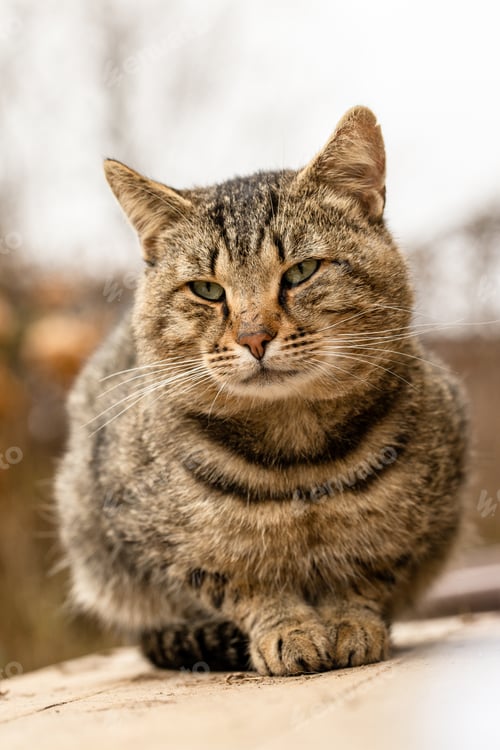 Preview: Cat sitting on the porch