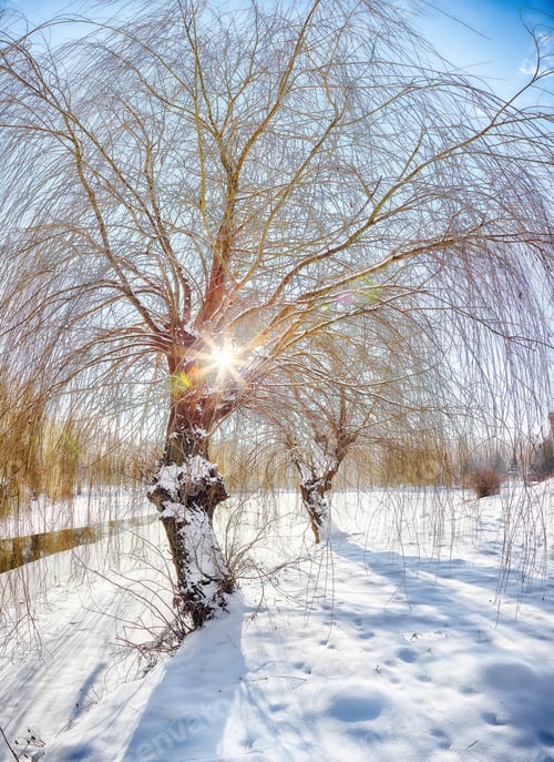 Preview: Stunning landscape in city park with snowy trees and beautiful frozen river