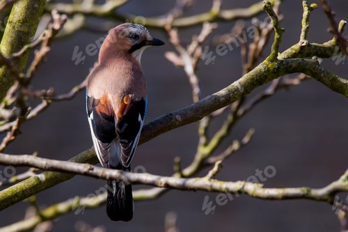 Preview: European Jay