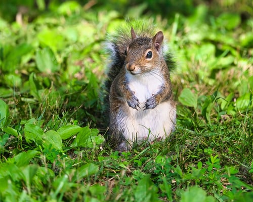 Preview: Close-up of a Gray Squirrel sitting on green grass in a park on a sunny day