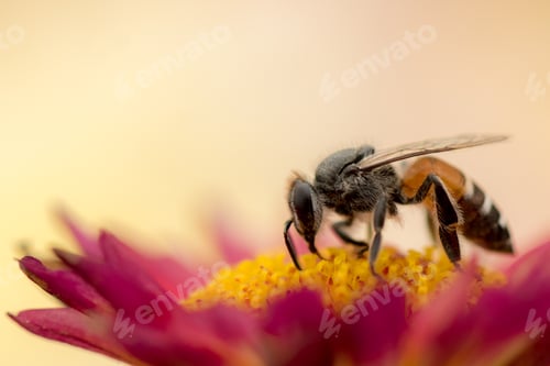 Preview: Macro shot of a bee collecting pollen from a pink flower