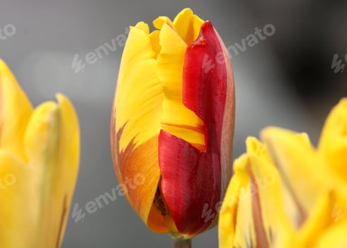 Preview: Tulip