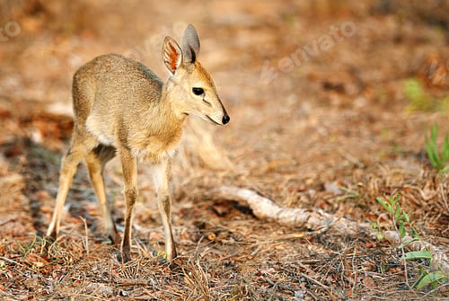 Preview: Learning to walk. Full length shot of a young Nyala on the plains of Africa.