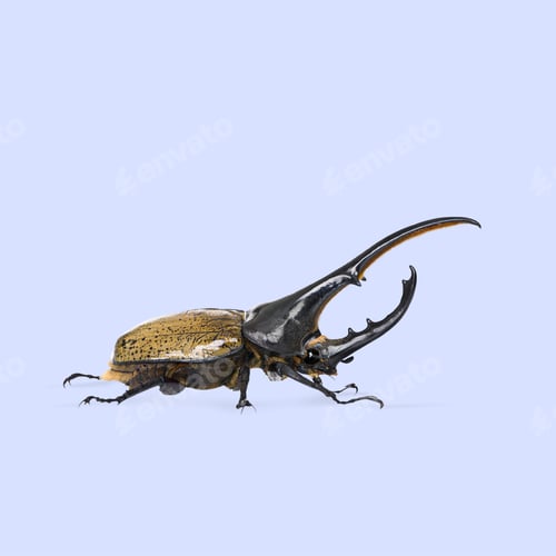 Preview: Studio shot of a male hercules beetle, dynastes hercules, isolated on a light blue background