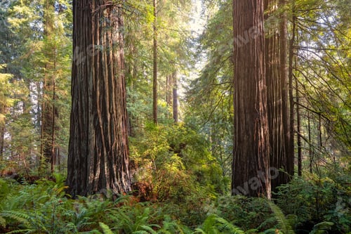 Preview: Closeup shot of a redwood forest in Northern California, USA