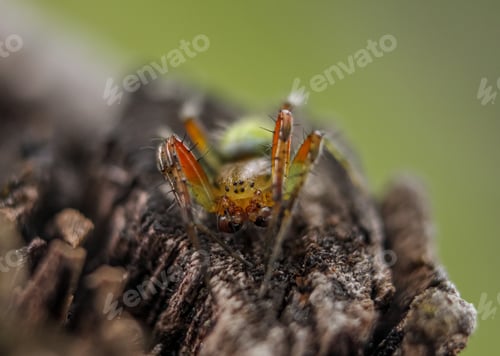 Preview: Spider on a log close up