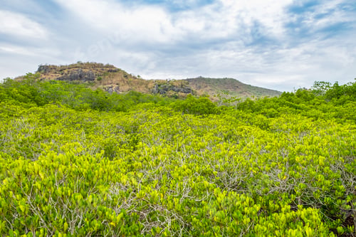 Preview: Mangrove forest with mountain and blue sky