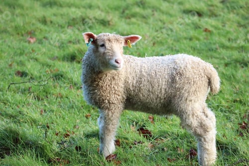 Preview: Springtime lambs on a farm