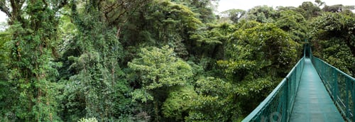 Preview: Cloud forest in Costa Rica