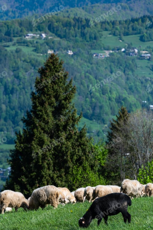 Preview: Traditional sheep pasture on meadow in Pieniny Mountains in Poland. Sheeps springtime grazing.