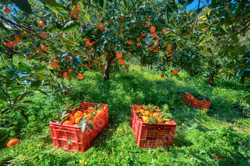 Preview: Red plastic fruit boxes full of oranges by orange trees during harvest season in Sicily