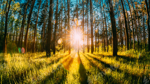 Preview: Beautiful Sunset Sunrise Sun Sunshine In Sunny Summer Coniferous Forest. Sunlight Sunbeams Through