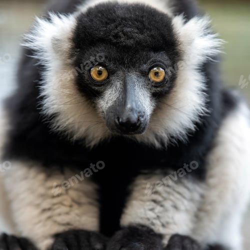 Preview: Black and white ruffed lemur portrait