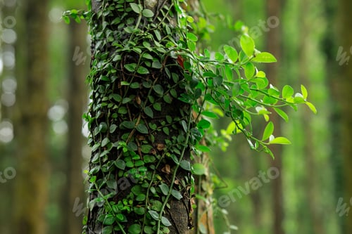 Preview: Parasitic vine wrapped around tree trunk in tropical forest