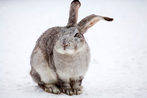 Preview: Rabbit in wintertime