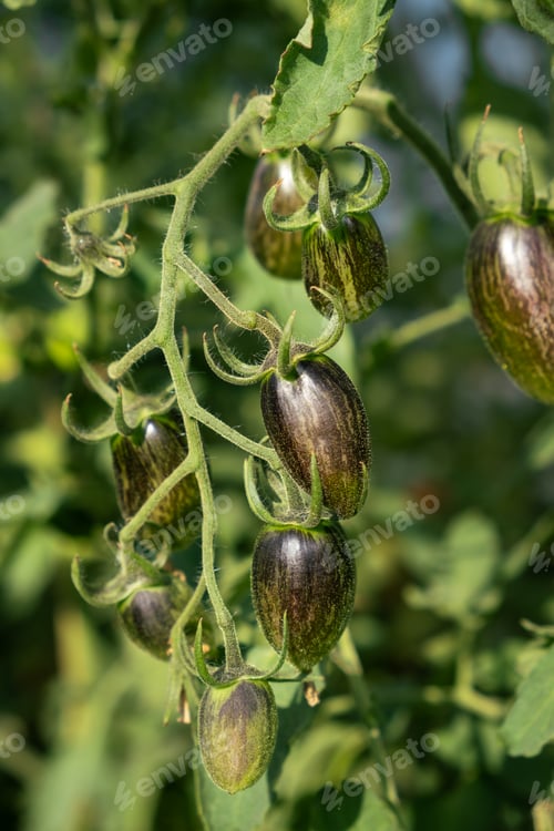 Preview: A lot of green tomatoes on a bush in a greenhouse