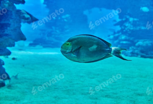 Preview: Exotic fish in an aquarium on the Red Sea, swimming between corals