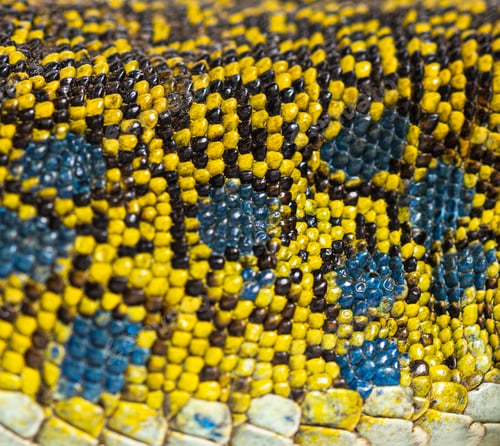 Preview: Close up view of an ocellated lizard skin showing the arrangement of its scales