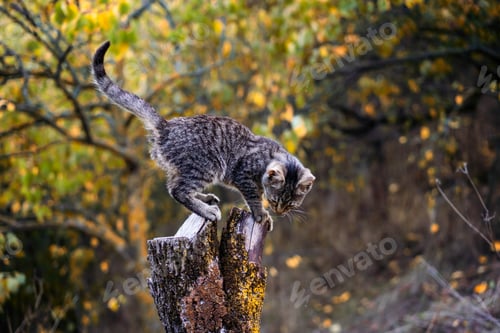 Preview: Gray kitten in forest